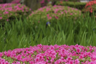 renkli çiçek bahçesinde. Doğal arka plan