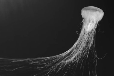 jellyfish (Chrysaora fuscescens) Background  Wallpaper Close up clipart