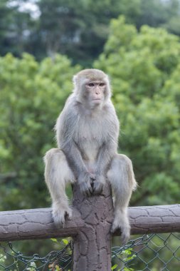 Hong Kong vahşi gri maymun