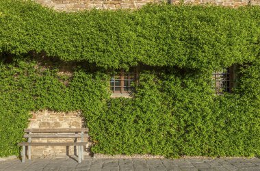 Ivy House İtalya üzerinde tırmanma üzüm