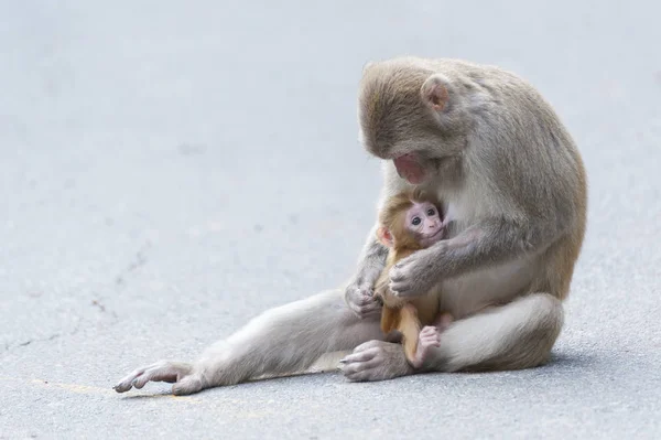 Macaco Mãe Bebê — Fotografia de Stock