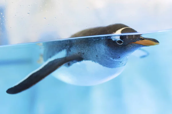 Yüzme Penguen Arka Plan Duvar Kağıdı Yakın Kadar — Stok fotoğraf