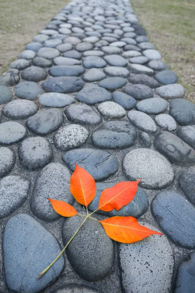 古い石畳の道背景と秋の葉 — ストック写真