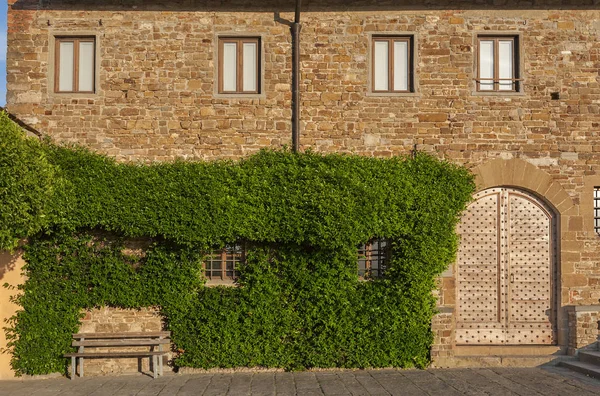Climbing Vines of Ivy on House