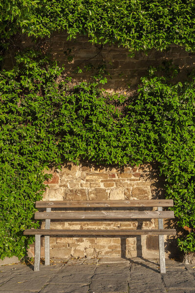 Wooden bench near wall of old house with green ivy leaves in Florence, Tuscany, Italy.