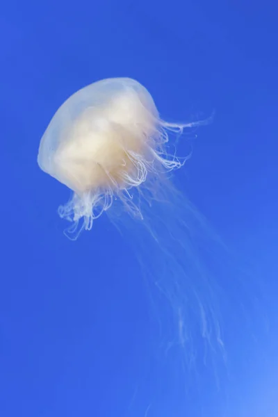 Quallen Chrysaora Fuscescens Hintergrundbild Nahaufnahme — Stockfoto