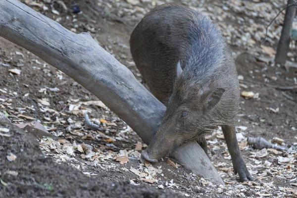 Wild Zwijn Achtergrond Wallpaper Close — Stockfoto