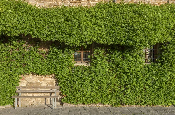 Climbing Vines of Ivy on House in Italy