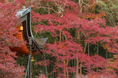 Tarihi mimarisi ve kırmızı akçaağaç yaprakları Kyoto, Japonya için sonbahar sezonu ayrıntılarını