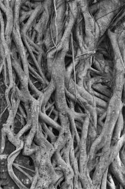 Büyük ağaç kökleri doğa kavramı göstermek