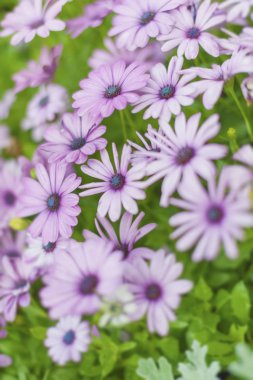 Papatya çiçek pembe