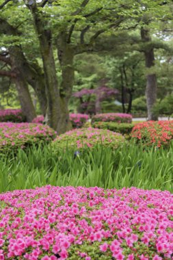 renkli çiçek Bahçe