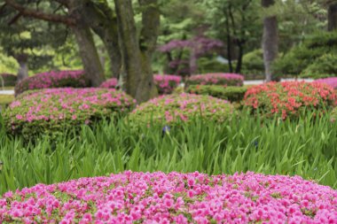 renkli çiçek Bahçe