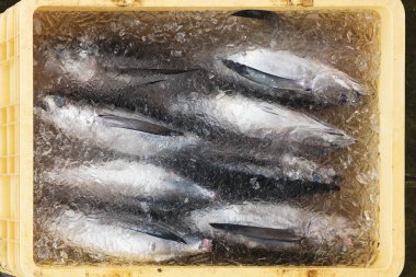 Dev ton balığı Katsuura balık pazarında, Wakayama, Japonya satış