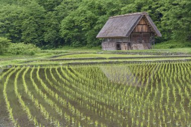 Pirinç alan içinde tarihsel Köyü, Shirakawa-go. Shirakawa-go Japonya'nın Unesco Dünya Mirasları Gifu ili, Japonya bulunan biridir.