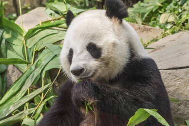 Dev panda bambu yaprağı yiyor.