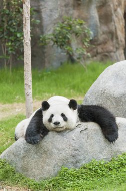 Uyuyan dev panda ayısı