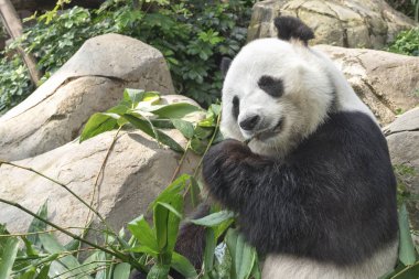 Dev panda bambu yaprağı yiyor.