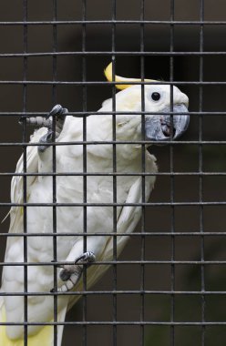 Beyaz papağan kafes içinde