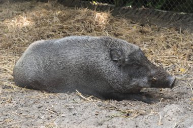 Yaban domuzu yakın kadar arka plan