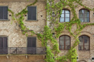 ev sarmaşık tırmanma üzüm