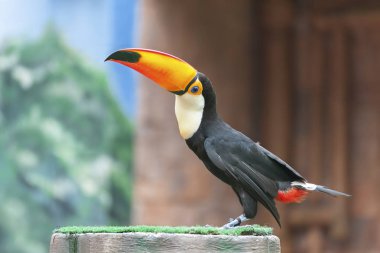 Kuş Toucan (Ramphastos toco)