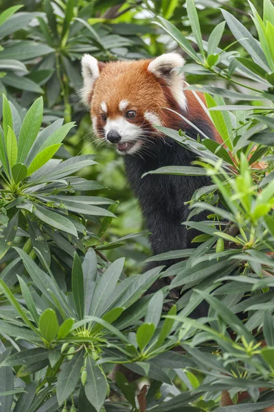 红熊猫 火狐或小熊猫 大熊猫 的肖像 — 图库照片