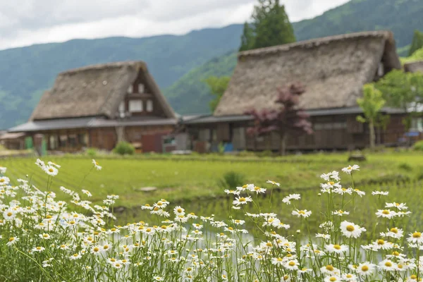 Flores Margarita Gokayama Village Japón — Foto de Stock