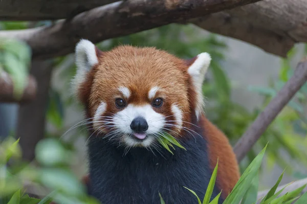 Roter Panda Feuerfuchs Oder Kleiner Panda Ailurus Fulgens — Stockfoto