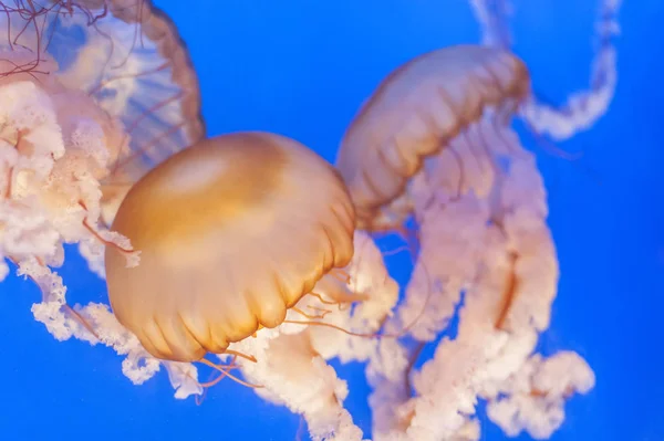 Медузи Chrysaora Fuscescens Або Тихоокеанського Кропиви Моря Фоном Синє Море — стокове фото
