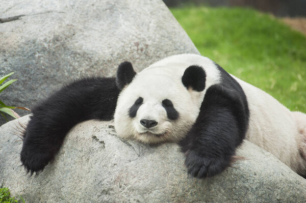 Giant panda bear sleeping