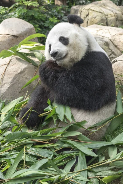 Giant Panda Bear Eating Bamboo Leaf — Stock Photo, Image