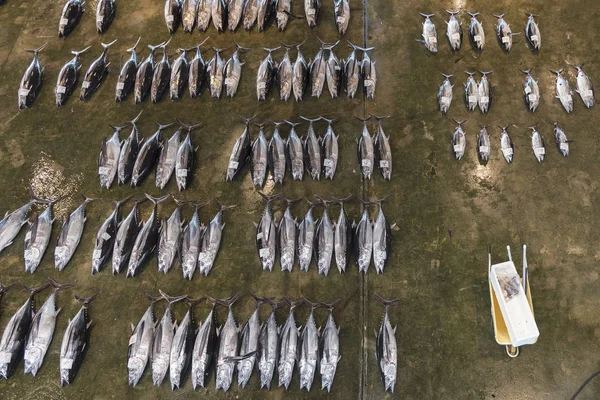 Atum Gigante Está Vendendo Mercado Peixe Katsuura Wakayama Japão — Fotografia de Stock