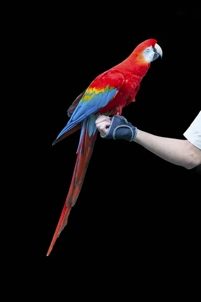 Parrot Holding Hand Training Course — Stock Photo, Image