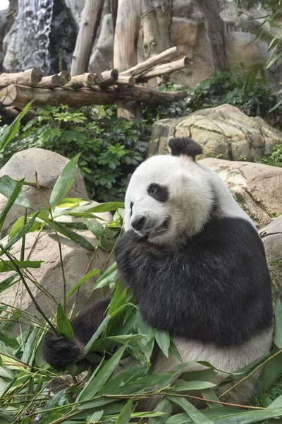 Giant Panda Bear Eating Bamboo Leaf — Stock Photo, Image