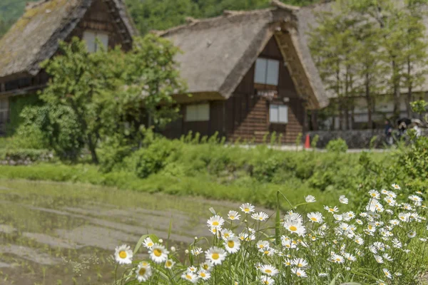 Flor Margarita Con Fondo Residencial Pueblo Histórico Shirakawa Japón — Foto de Stock