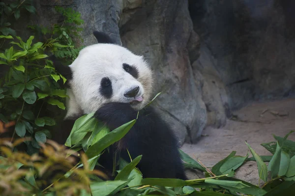 Гигантская Панда Медведь Ест Бамбуковый Лист — стоковое фото