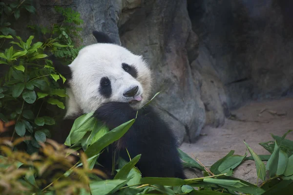 Orso Panda Gigante Che Mangia Foglie Bambù — Foto Stock