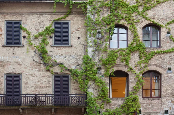 Climbing Vines of Ivy on House