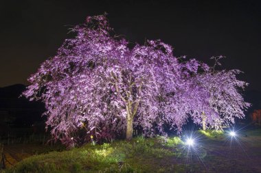Sakura Japon Bahçe çiçek ağacında geceleri çiçeklenme