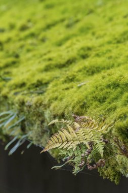 yaprak ve ot çatıda. Doğal arka plan