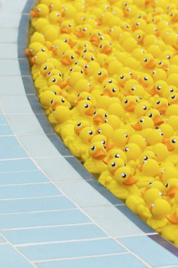 Yüzme havuzunda yüzen sarı oyuncak ördek