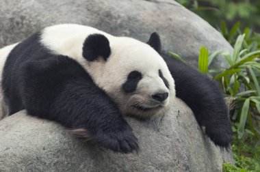 Uyuyan dev bir panda.