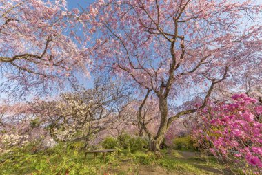 Sakura Japon bahçe içinde büyüyen taze pembe çiçekler doğal arka plan