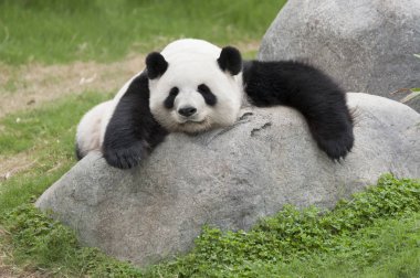 Uyuyan dev bir panda.
