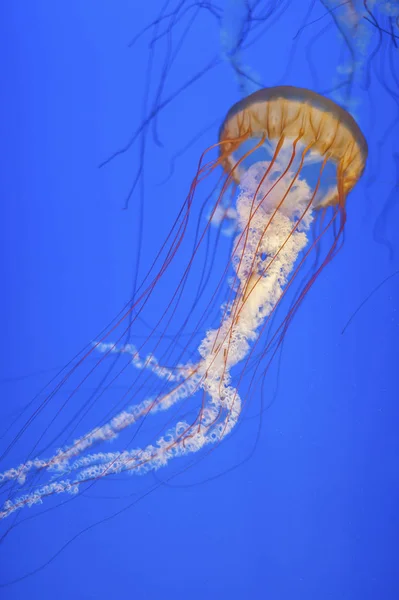 Μέδουσες Πορτοκαλιού Chrysaora Fuscescens Τσουκνίδα Ειρηνικού Γαλαζοπράσινα Νερά — Φωτογραφία Αρχείου