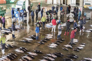 Kumano Kodo, Japonya, - 27 Kasım 2018: dev orkinos balığıdır Satıyoruz