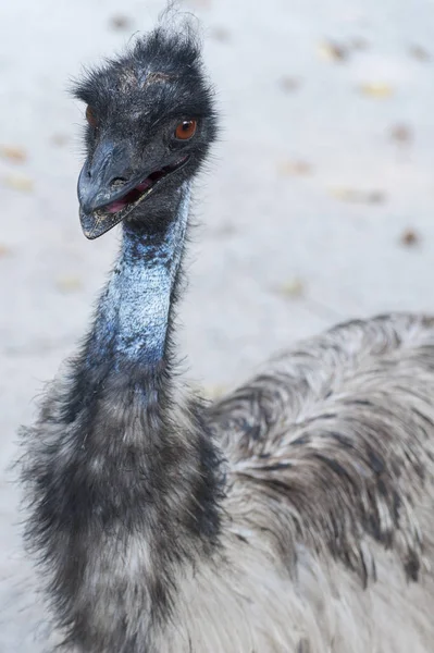 bird emu with an ugly face