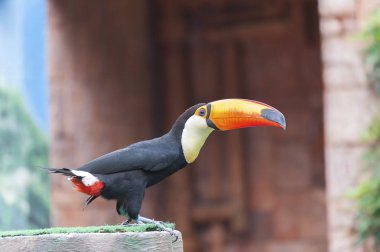 Kuş Toucan (Ramphastos toco)