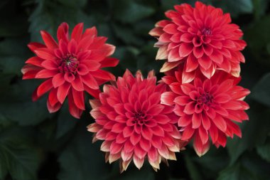 Kırmızı Şakayık çiçeği yeşil çiçek açan bırakın arka plan